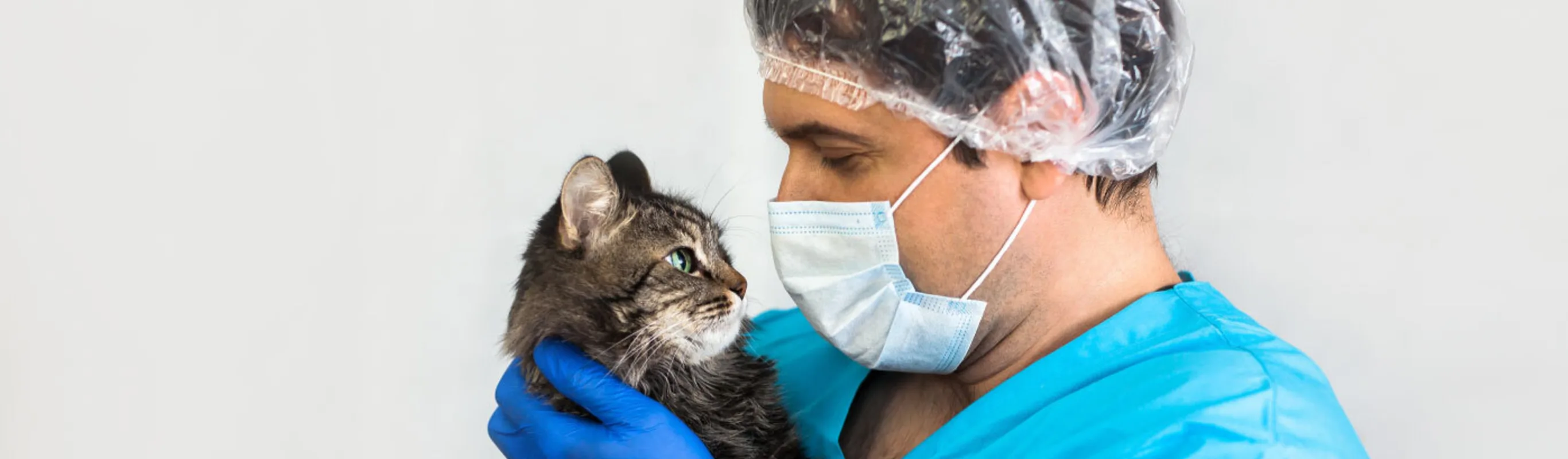 Male staff veterinarian with covid-19 mask is holding a black and grey tabby cat.
